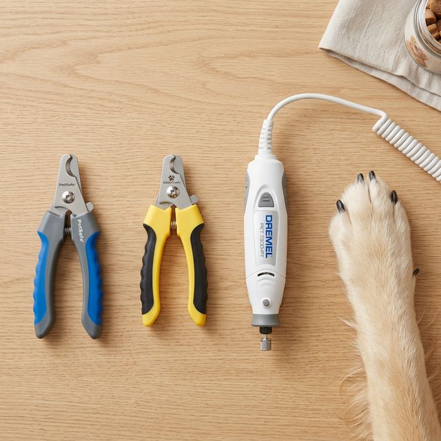 Best Dog Nail Clippers and Grinders: Pain-Free Trimming Tools (2026)