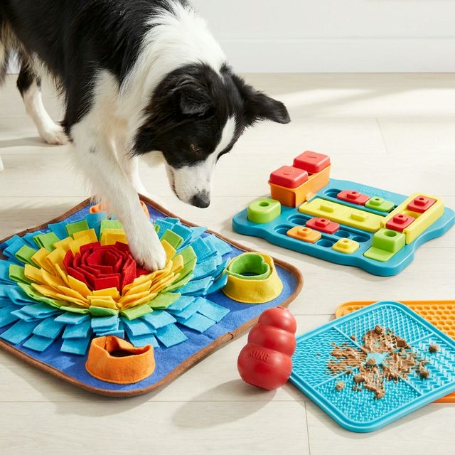 Rainy Day Activities to Keep Your Dog Busy Indoors (2026)